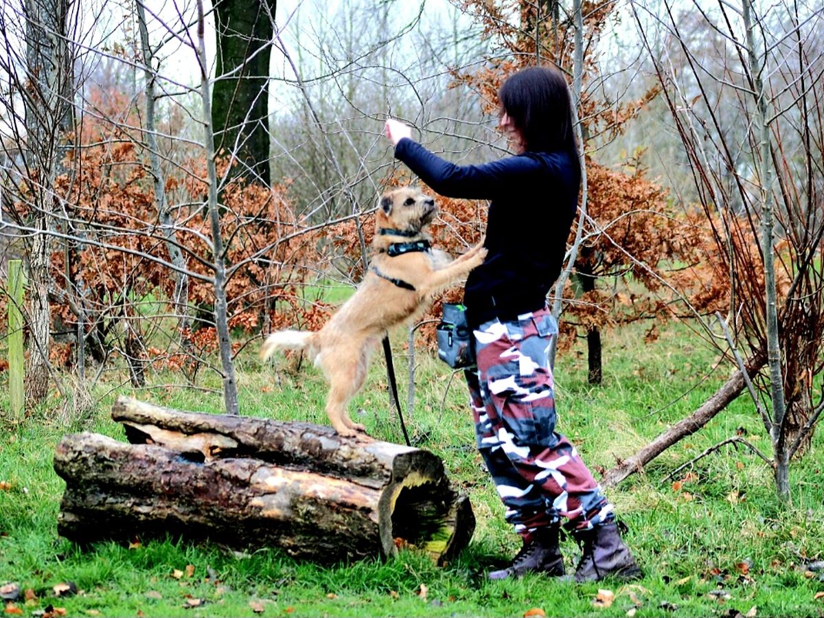 The Canine Coven, the cover photo